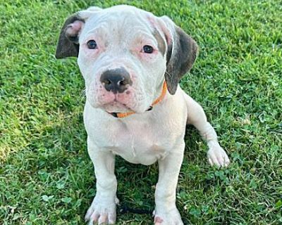 Hyacinth - Pit Bull Terrier/Hound (Unknown Type) Mix Female Puppy for Adoption