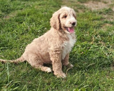 Flb GoldenDoodle Puppies