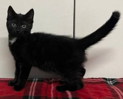 Breed Domestic Mediumhair Color Black (All) Age 2 months old, Kitten Sex Female Pet ID 59552733 Hair Length medium