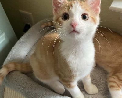 Child. Orange or red tabby. Hair: short. Meet Bucky - Sweet, Gentle, and Impossible Not To Love! Bucky is an orange and white tabby boy, and he s every bit as sweet, soft-hearted, and lovable as he looks. This handsome little guy is calm, patient, affectionate, and wonderfully laid-back. He s the kitten who loves to be close without ever being demanding. He enjoys attention, happily soaks up al...