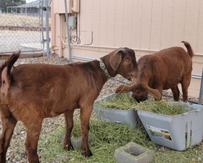 2 BEAUTIFUL GOATS FOR FREE