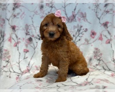 Joy - Goldendoodle (Miniature) Female Puppy for Sale