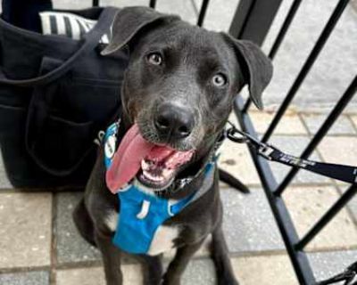 Tizzy - American Pit Bull Terrier/Weimaraner Mix Female Dog for Adoption