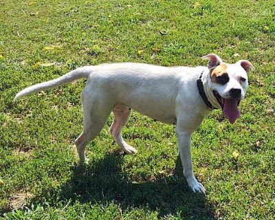 Precious - American Pit Bull Terrier Female Dog for Adoption