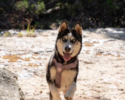 Meet Betty Lou Your New Best Friend! Betty Lou is a 3-year-old beauty who s the total package: sweet, spunky, and full of love to give! With her big personality and even bigger heart, she ll keep you smiling every single day . Why You ll Love Betty Lou: Dog and kid friendly she loves making new friends Spayed, housebroken, and crate-trained (impact crate recommended) Exceptionally smart she kno...
