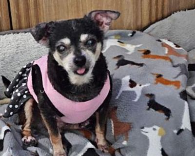 Sasha - Chihuahua Female Dog for Adoption