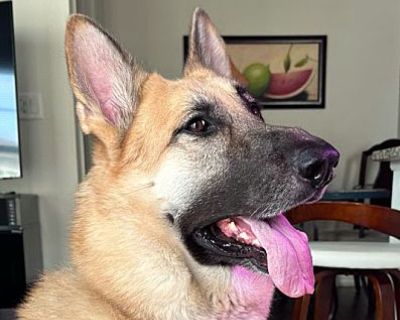 ZEUS4 - German Shepherd Dog Male Dog for Adoption