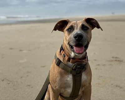 Barney Flintstone - Pit Bull Terrier Male Dog for Adoption