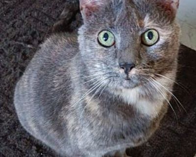 Sparkles - American Shorthair Female Cat for Adoption