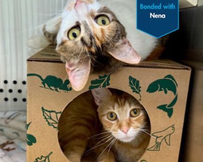 Nena and Michi are an adorable bonded pair who have grown up side by side and share a truly special connection. Nena is a beautiful torbie girl who loves to play with toys, explore her surroundings, and soak up affection once she feels comfortable. Her brother Michi is a sweet orange boy with a big heart he s outgoing, loves to cuddle, and is especially attached to Nena, often following her lea...