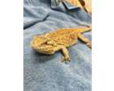 Adopt A2085136 a Lizard