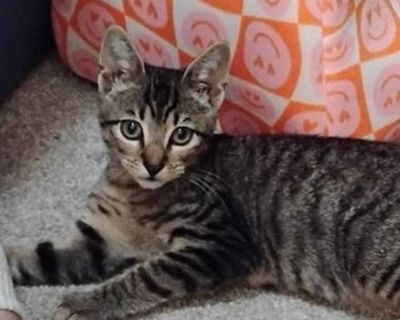 Young. Hair: short. Microchipped. This sweet stray was rescued by a woman with a HUGE heart. She has more than enough of her own but could not let anything happen to this baby. He is super sweet, playful and social. He would make any loving family/person an excellent companion! Please remember: Unless otherwise specified, all our kittens and cats are strictly indoor pets. If you re interested i...