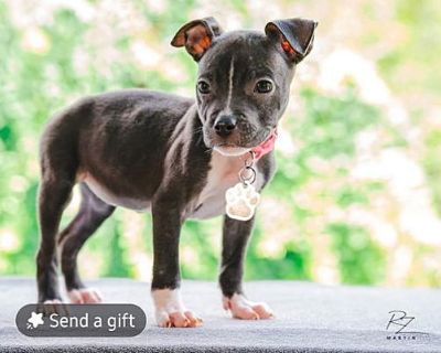 Mermaid - Terrier (Unknown Type, Medium) Female Puppy for Adoption