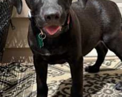 Sadie - Labrador Retriever/Hound (Unknown Type) Mix Female Puppy for Adoption
