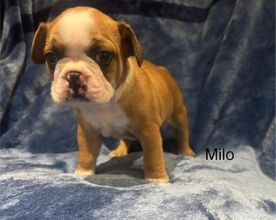 Frenchton Puppies available