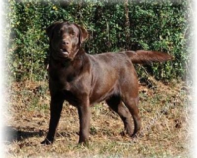 AKC CHOCOLATE LABRADOR RETRIEVER PUPPIES