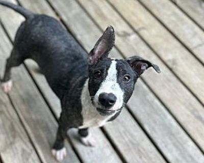 Blossom - Staffordshire Bull Terrier/Bull Terrier Mix Female Puppy for Adoption