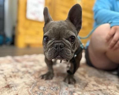 Clover your Good Luck Goblin - French Bulldog & Boston Terrier Mix Female Dog for Adoption