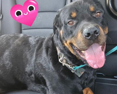 Guinness - Rottweiler Male Dog for Adoption