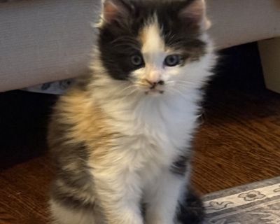 Breed - DLH Female Weight - 3lbs Estimated Age DOB: 9/7/20205 If you are interested in adopting this cat, please fill out our cat adoption questionnaire at https://www.shelterluv.com/matchme/adopt/HTAR/Cat. For questions, email magdal@homewardtrails.org HOW TO MEET THIS CAT: This cat is in a foster home. To meet this kitty please complete the adoption questionnaire. LOCATION: Foster home ADOPTI...