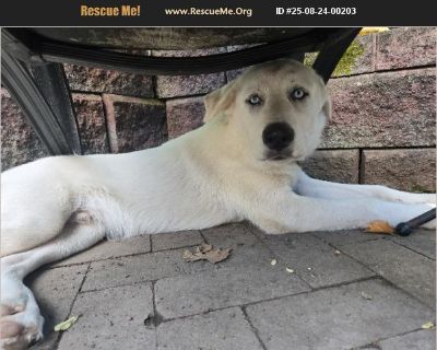 I picked him up running down a country road and tried to find her human. He was picked up with another dog (likely his mother) who is microchipped but the owner refused to answer the phone or return messages. I don't have the time, space, or expertise to train him. He is very sweet. He is good with everyone but will chase the cats. He is not aggressive or bitey. We are still working on housebre...