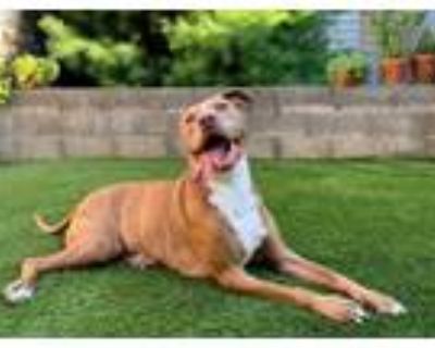 Adopt MARVIN a Pit Bull Terrier