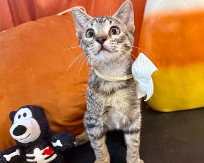 Don't let the mighty name fool you- Megatron is more softie than supervillain. This beautiful 4-month-old tabby might start out a little shy, but give him a moment (and maybe a feather toy), and he'll be zooming around like a true Purr-ansformer in action. Once he's had his playtime, he'll settle right into your lap, turn on his purr engine, and make the sweetest little air biscuits just for yo...