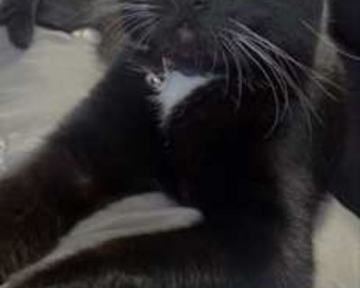 Michi is about two and a half years old. I got her as a gift when she was just two months old. She is very friendly, well-trained, super calm, and very social. Unfortunately, I now have a little girl who is allergic, and I can t give her the care she deserves. I m looking for a loving home where she can get all the attention and love she gives so freely.. Good with kids Good with dogs Good with...