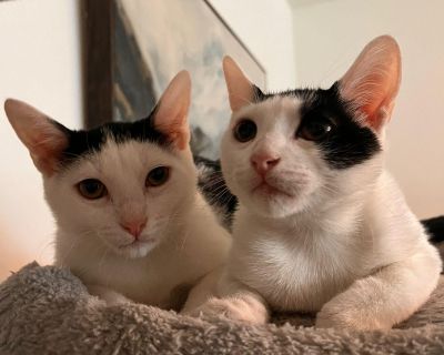 Paul and Ringo - Domestic Short Hair Male Cat for Adoption
