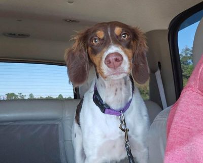 Maggie Mae-20042690-GA - Brittany Spaniel Female Dog for Adoption