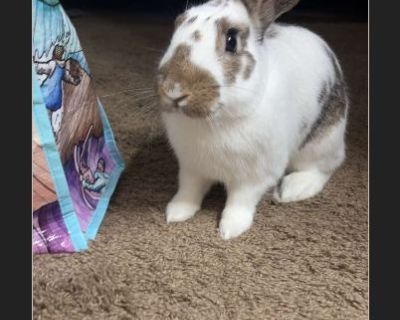 Pepper - Male Young Rabbit for Adoption
