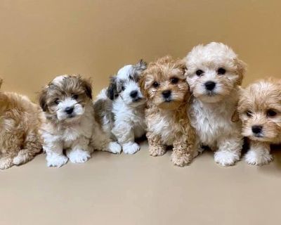 Havanese Houston Classifieds Claz Org