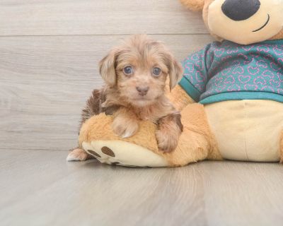 Meet Brandi, our 5-week old Doodle Female Yorkie Poo Puppy. She is 1lb 12oz @ 5.7 weeks and estimated to grow to 9-12 lbs. Yorkie Poos are Cheerful, Intelligent. Age 5 weeks Birth Date 10/9/2025 Gender Female Current Weight 1lb 12oz @ 5.7 weeks Est Adult Weight 9-12 lbs Registry n/a Vaccinations Up-To-Date On All Shots Vet Inspection (inspected at 8 wks). Yorkie Poo Breed Info Yorkie Poos are t...