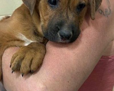 JACKIE - Plott Hound/Labrador Retriever Mix Male Puppy for Adoption