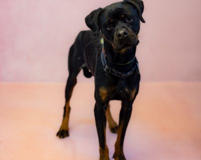 Pen 128c Velvet - Rottweiler Mix Female Dog for Adoption