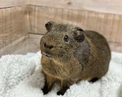 Chestnut - Guinea Pig Male for Adoption