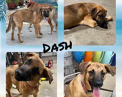 Dash - Boxer Male Puppy for Adoption