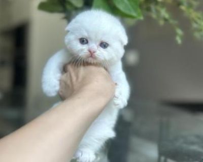 Household pet. Breeding allowed. Not registered. Comes with a goodie bag. Meet this beautiful princess she has the most plush fur and beautiful blue eyes, she s very playful and cuddly, loves to be held! Ready to be loved by her new family!