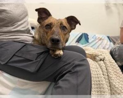 Adult * Location Berkeley , CA, 94710 USA USA *. Dog Breed: Australian Shepherd / Mixed (medium coat). Meet Fuerza a name that means strength, though this gentle girl shows that softness can be just as strong. She s an incredibly sweet soul who finds her greatest joys in simple, peaceful moments curling up by your side for a cuddle or taking in the world around her during a nice, slow stroll. W...