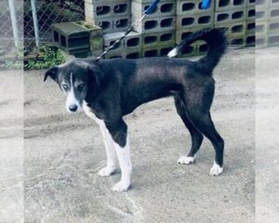 Adult * Location Staley, NC, 27355 USA USA *. Posted Breed: Husky / Akita / Mixed (medium coat). Happy Hills Animal Foundation, Inc .hhaf Hope Husky - Akita Mix Spayed Female Birth Date: 2014 Hope is searching for an active family who enjoys spending time outdoors. She is fully leash and crate trained. She would prefer a forever family where she could be the only pet. Apply to Adopt 336-622-362...