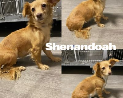 Meet Shenandoah! She is a chiweenie around 5 years old. She is a little timid meeting new people but the friendliest of the group. She wants love but is very guarded. This group of chiweenies lived with one senior lady that wasn't able to bend down to per them. We are working on gaining their trust. She is spayed, dewormed, current flea/tick/heartworm prevention, age appropriate vaccines, heart...