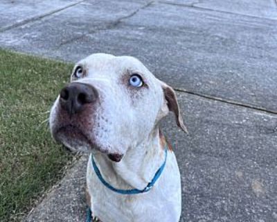 ENZO - Cattle Dog/Great Dane Mix Male Dog for Adoption