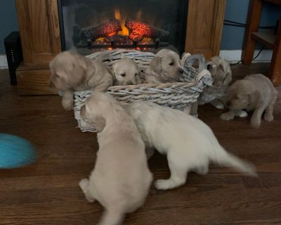 Teddy bear Golden-doodles. All puppies are cream to medium gold in color. They have been cleared by the vet and are UTD on shots and dewormed, comes with a health guarantee. Text 313 663- 5058