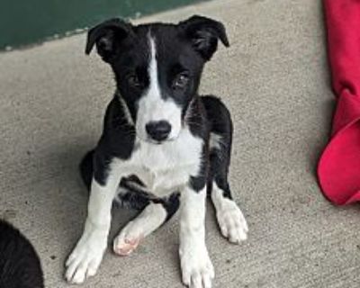 Bailey - Border Collie/Mixed Breed (Medium) Mix Female Puppy for Adoption