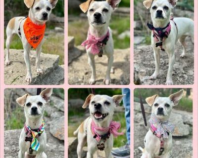 Frida - Female Puppy Chihuahua mix for Adoption