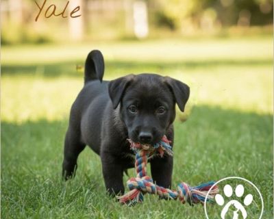 Yale is one adorable bundle of love and puppy energy! With his sweet eyes and playful spirit, this little guy is sure to win you over in no time. He's a curious pup who loves exploring, playing with toys, and soaking up all the attention he can get. As a German Shepherd/Lab mix, Yale is not only cute but also smart and eager to learn. He's ready for a family who will guide him with love, patien...