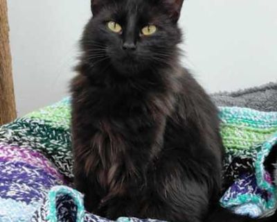 Shots current Spayed / Neutered. Breed Domestic Mediumhair Color Age 1 year 1 month old, Young Sex Female Pet ID S-11879 Hair Length short