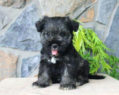 Duke - 8 Weeks Male Miniature Schnauzer Puppy for Sale