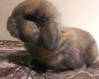 HOLLAND LOPS DWARFS RABBITS BUNNIES LOP RABBIT BUNNY DWARF