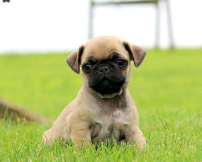 Rookie - 13 Weeks Male Pug Puppy for Sale